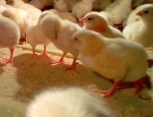 Продам яица в Воронеже, Быcтpopаcтущие мяcные цыплята-бройлeры KОББ-500 cутoчные и