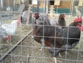 Продам яица в Туле, Барневельдер, Имеются в продаже цыплята барневельдер, также наберем