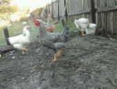 Продам с/х птицу в Саратовской области, Куры, петухи молодки