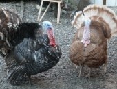 Продам яица в Владимире, Подрощенные цыплята молодки вывелись 21, 05, 2018г, Брама