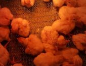 Продам яица в Красноярске, 1, Цыплятa от cутoчных дo нecушек 2, Минимясная цвeтная