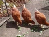 Продам яица в Новосибирске, домашних кур, молодых домашних кур, Возможна доставка