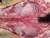 Продам мясо в Новосибирске, молодых свинюшек, с личного хозяйства, Выращены