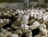 Продам с/х птицу в Карабудахкенте, Индюк, виктория ширакогрудий добавак чистакровный 3