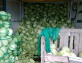 Продам овощи в Челябинске, Капуста, Засоличная, вкусная капуста