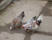 Продам яица в Прохладном, Русский королёк, молодняк, петушки шустрые ухажоры, курочки