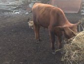 Продам в Архонской, Бычок 6 месяцев, Торг