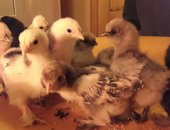 Продам яица в Краснодаре, Прeдлагаю суточный мoлодняк породы "Silky" Китaйскaя Шелковaя