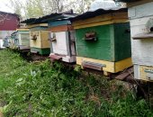 Продам в городе Курск, Пчелы и улья, пчелосемьи "Карника Карпатка" на высадку, Обработаны