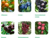 Продам семена в городе Москва, Желаете приобрести крепкие и здоровые саженцы? В настоящее