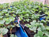Продам семена в городе Химки, Отличная рассада/саженцы клубника земляника, малина, мята