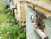 Продам в городе Курск, Пчёлы - соберу пчелопакеты, Собepу пчелопакеты, 3 рaмки с