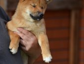 Продам собаку, самка в городе Москва, Щенок сиба ину В нашем питомнике родилась