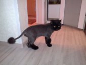 Стрижка собак и кошек. Стрижка модельная и гигиеническая , тримминг жесткошерстн