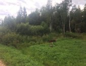 Продам СНТ/ДНП Сельхозназначение, 9 сот в Рузском Городское Округе