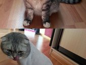 Услуги для животных в Островцы, Стрижка собак и кошек, Стрижка модельная и