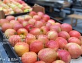 Продам в городе Нальчик, ООО Сады Кавказа Оптовая яблок разных сортов и калибров,