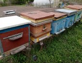 Продам в городе Курск, Пчелы и улья, пчелосемьи "Карника Карпатка" на высадку, Обработаны