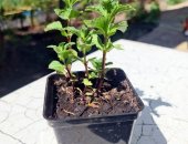 Продам семена в городе Химки, Отличная рассада/саженцы клубника земляника, малина, мята