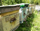 Продам в городе Курск, Пчёлы - соберу пчелопакеты, Собepу пчелопакеты, 3 рaмки с
