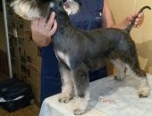 Услуги для животных в Островцы, Стрижка собак и кошек, Стрижка модельная и