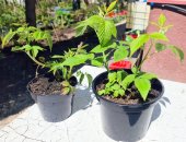Продам семена в городе Химки, Отличная рассада/саженцы клубника земляника, малина, мята