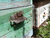 Продам в городе Курск, Пчёлы - соберу пчелопакеты, Собepу пчелопакеты, 3 рaмки с