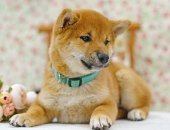 Продам собаку, самка в городе Нижний Новгород, девочки породы сиба-ину ркф Окрас: рыжий
