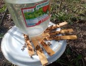 Продам в городе Курск, Пчелы и улья, пчелосемьи "Карника Карпатка" на высадку, Обработаны