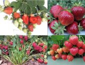 Продам семена в городе Химки, Отличная рассада/саженцы клубника земляника, малина, мята
