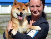Продам собаку, самец в городе Нижний Новгород, сиба ину питомник KUMIKO YOSHI свободен