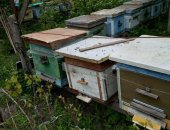 Продам в городе Курск, Пчёлы - соберу пчелопакеты, Собepу пчелопакеты, 3 рaмки с